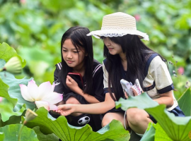 广西三江：荷花伴侗歌 农文旅融合引客来