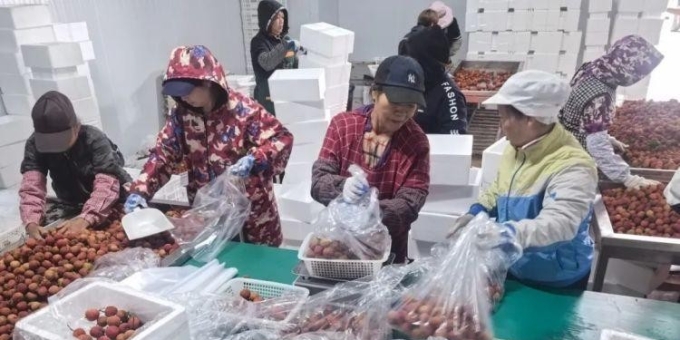 广西荔枝堆积如山在贱卖?假
