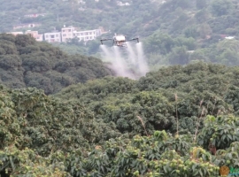 北流：近40万亩荔枝丰收在望，各果场全力以赴迎采摘