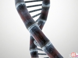 我国科研团队把甘蔗属基因组“天书”变成育种“说明书”